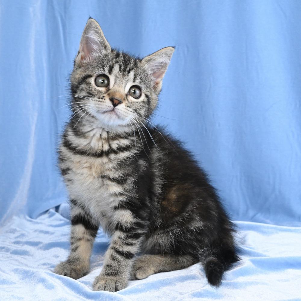 Maria, a Adoptable Domestic Short Hair in Mobile, AL image 6/6