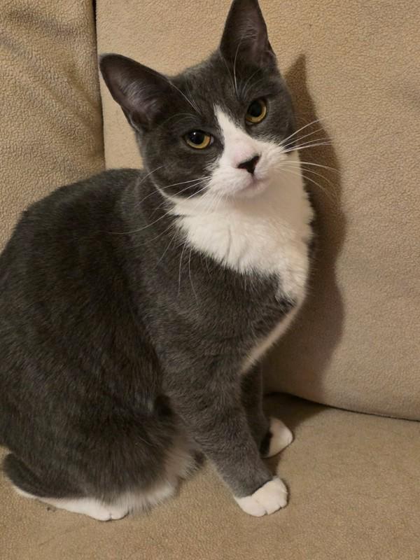 Lady, Adoptable, Young Female Domestic Short Hair.