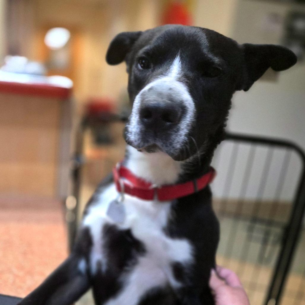 Ferris, Adoptable, Adult Male Mixed Breed.