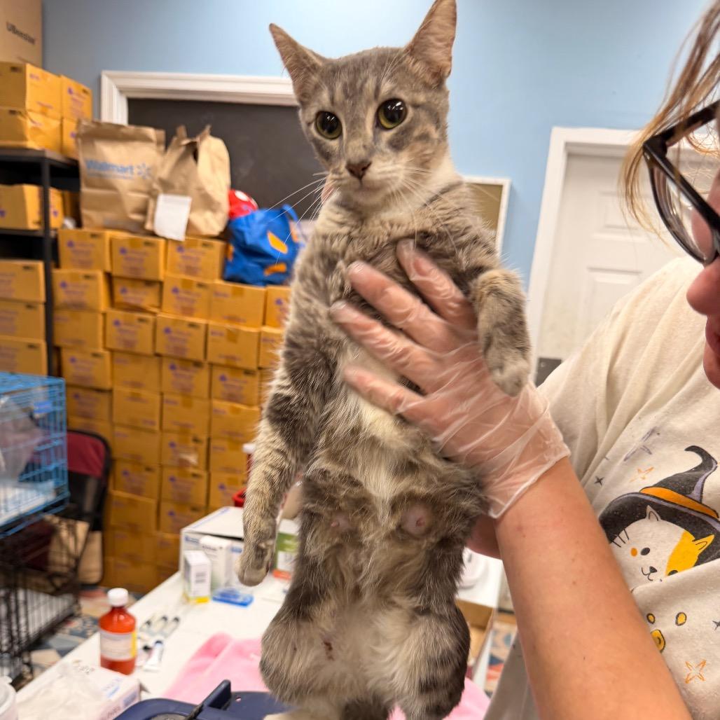 Holly, Adoptable, Adult Female Domestic Short Hair.