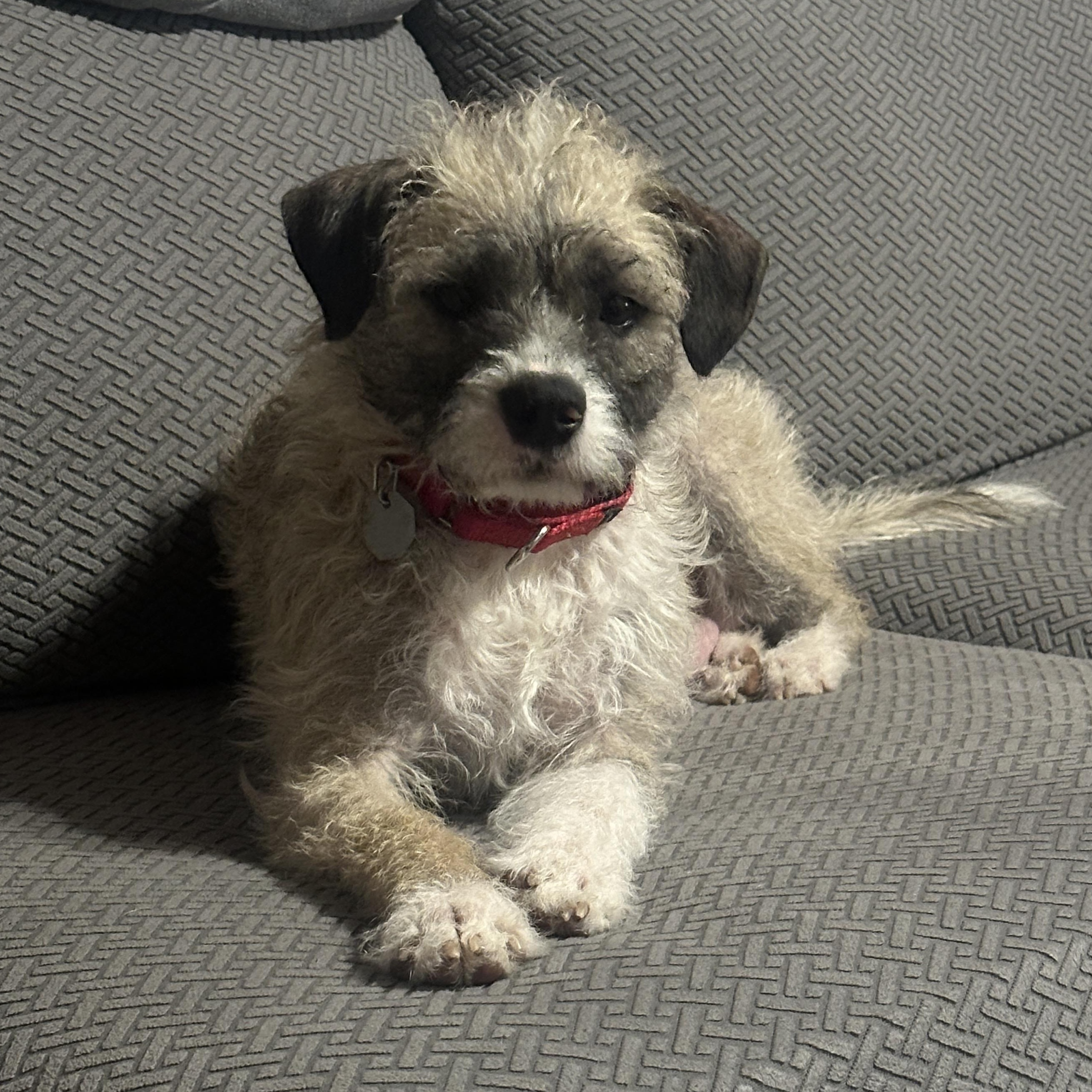 Nana Sadie, an adopted mixed breed in Rochester, NY image 1/4