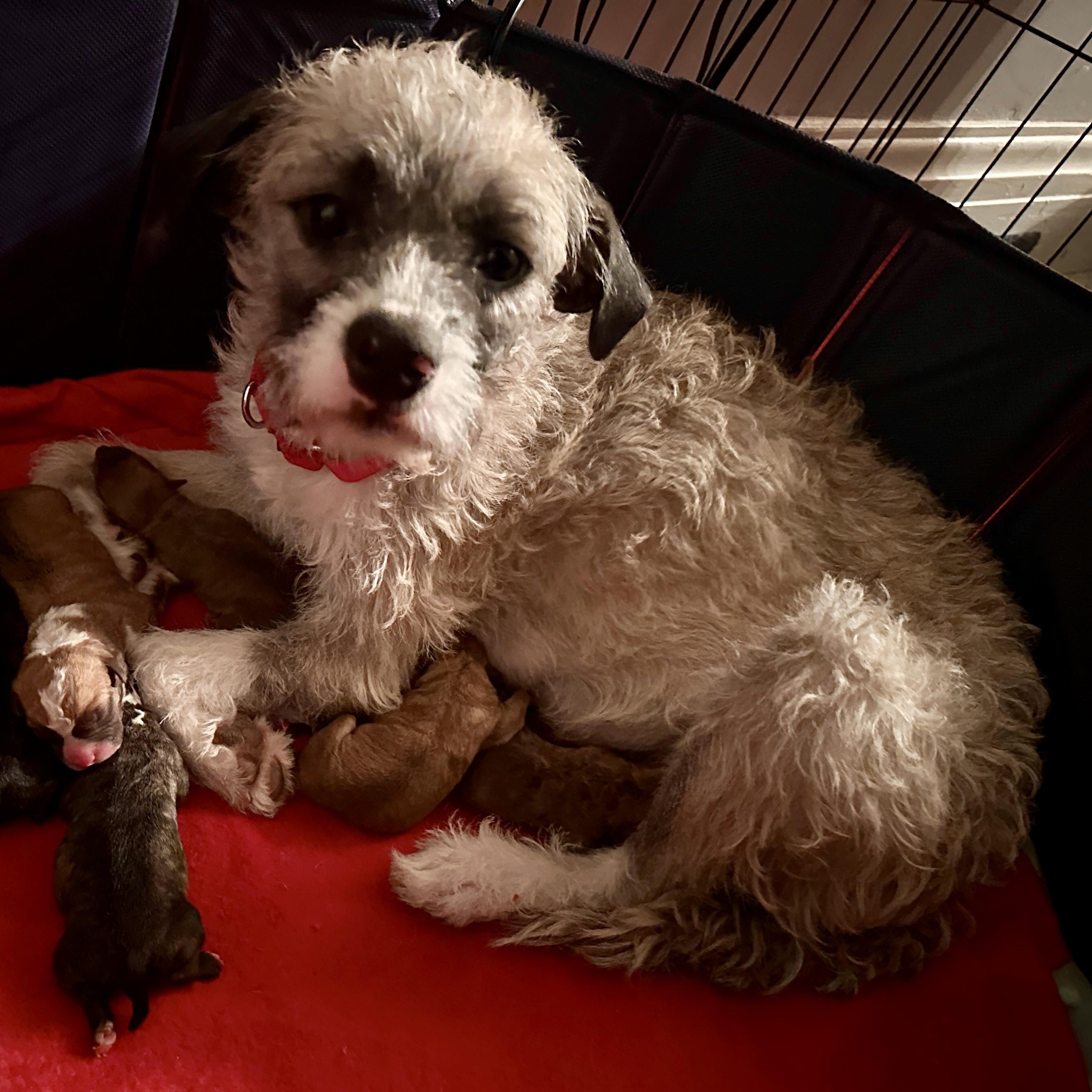 Nana Sadie, an adopted mixed breed in Rochester, NY image 2/4