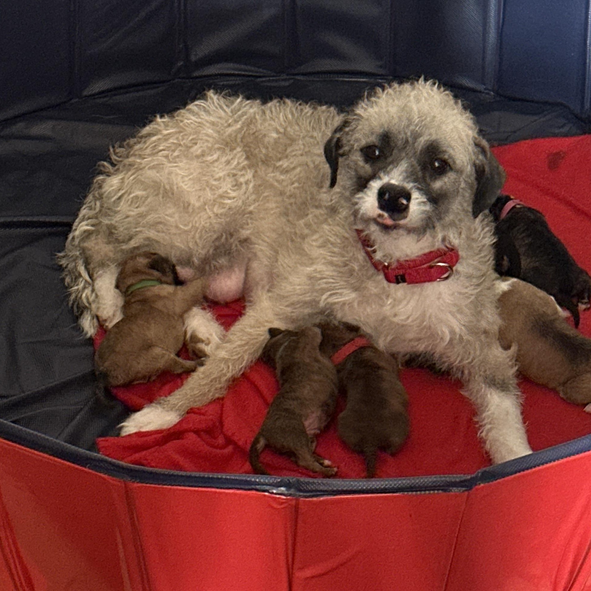 Nana Sadie, an adopted mixed breed in Rochester, NY image 4/4