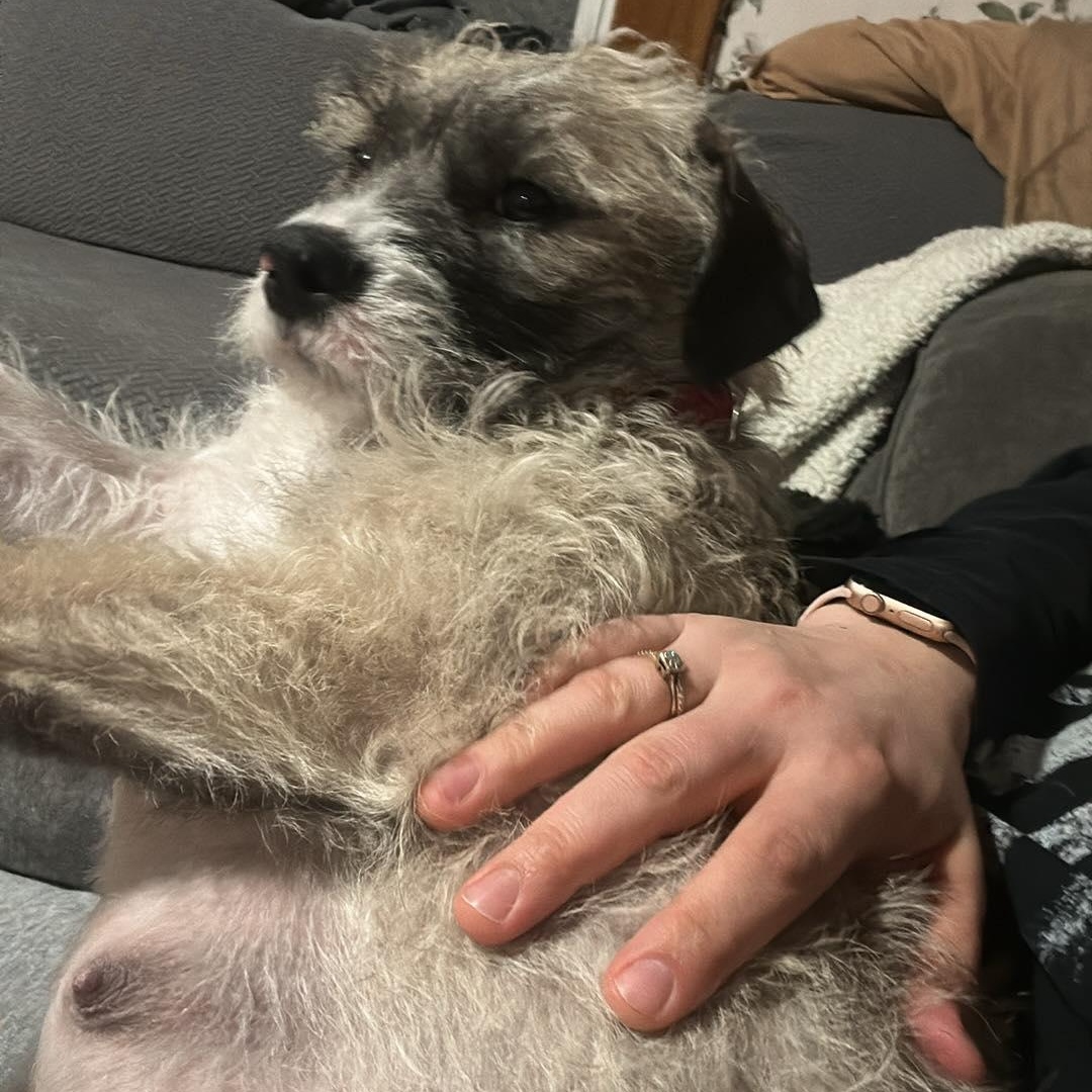 Nana Sadie, an adopted mixed breed in Rochester, NY image 3/4