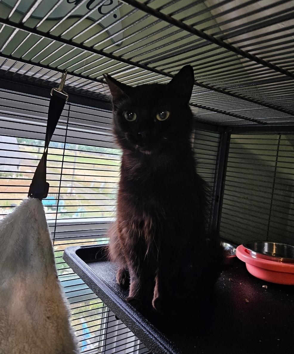 Enlarge Lima, an adopted Domestic Medium Hair in WINLOCK, WA image 2/4