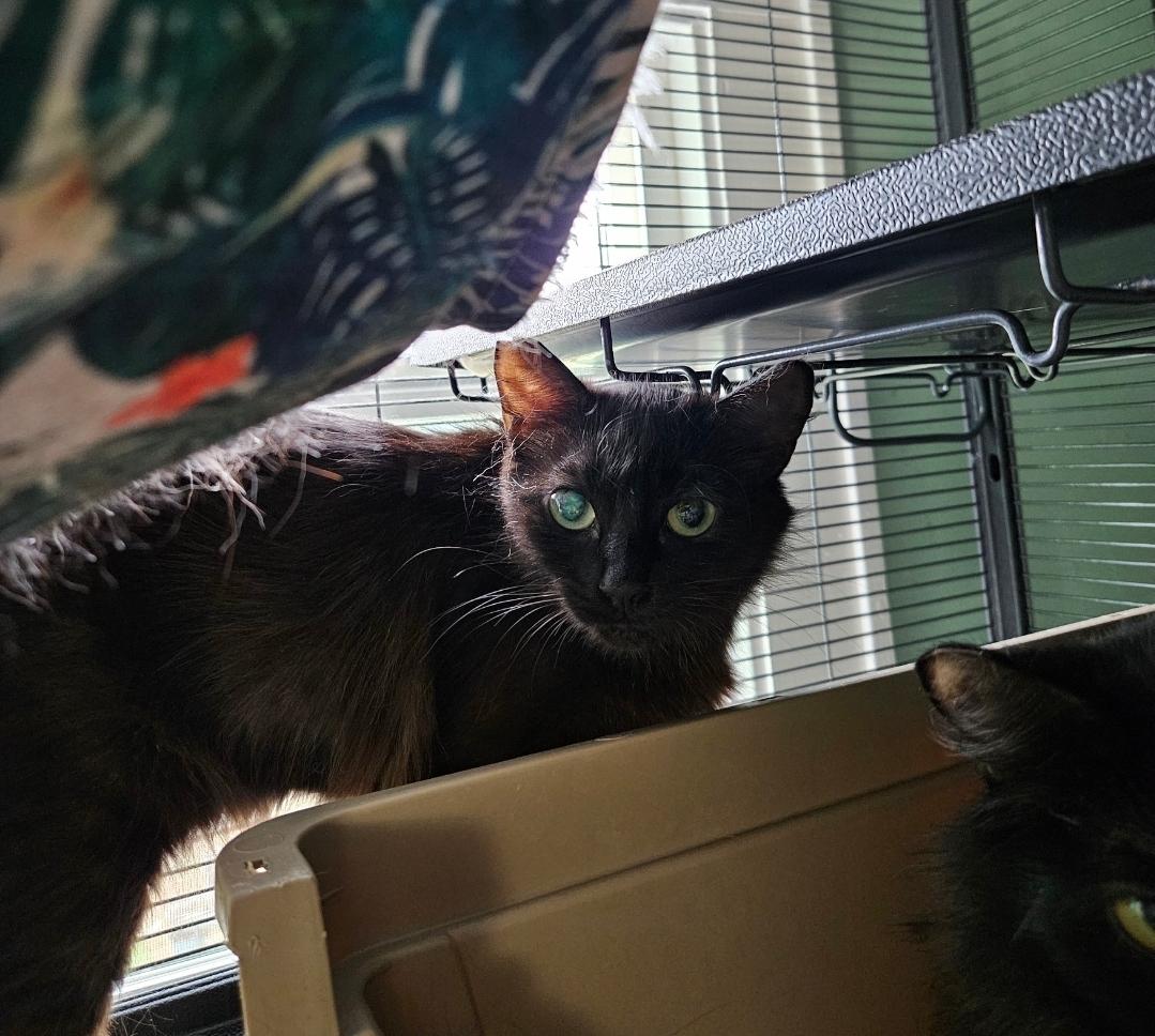 Enlarge Lima, an adopted Domestic Medium Hair in WINLOCK, WA image 3/4