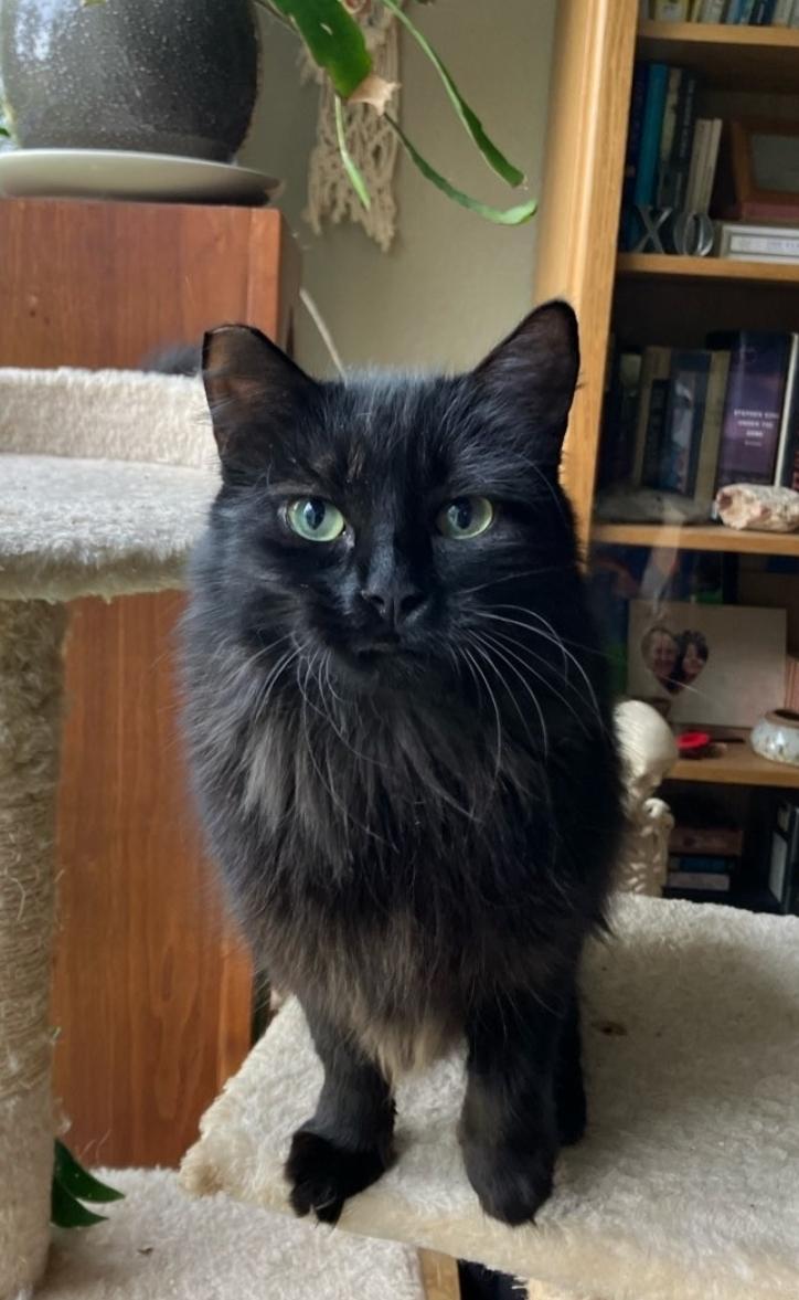 Lima, adopted, Adult Female Domestic Medium Hair.