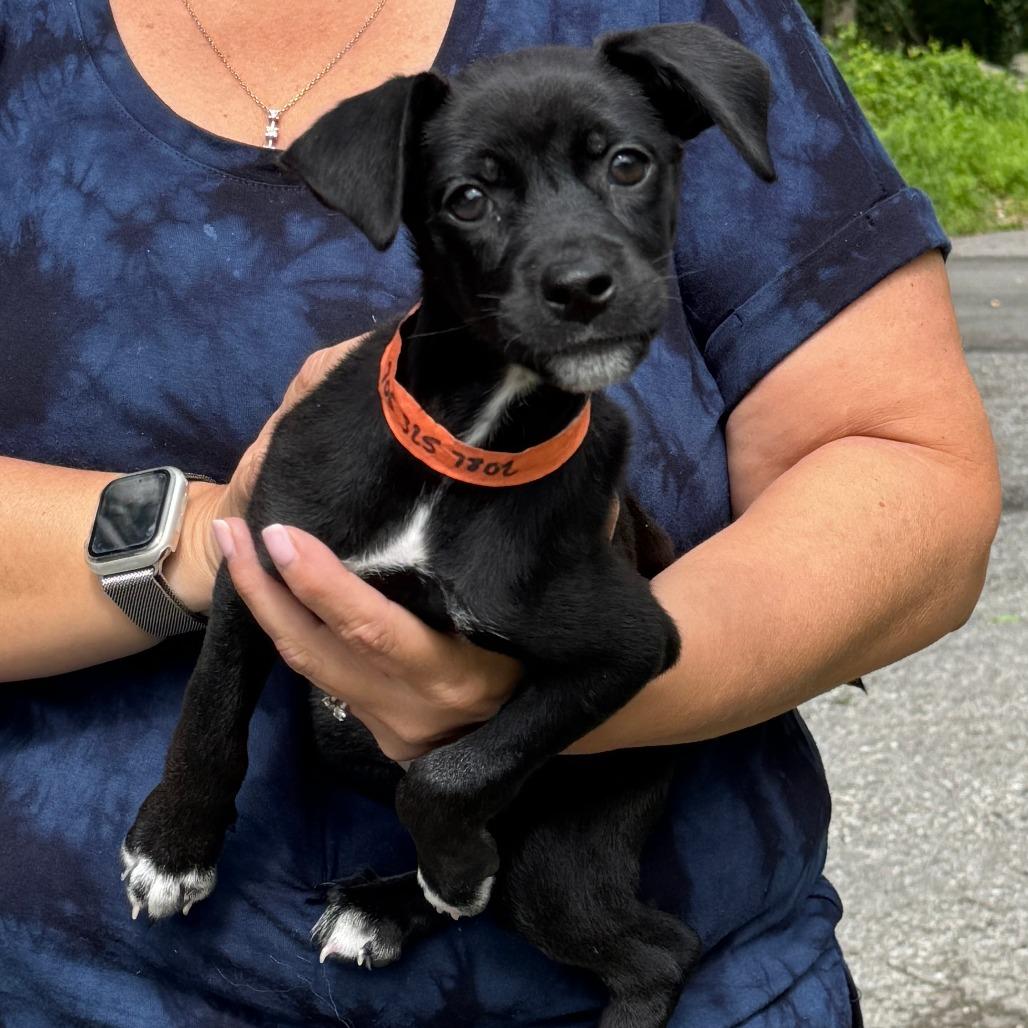 Ny Cleopatra thumbnail 2