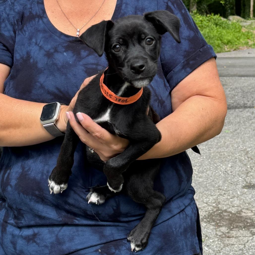 Ny Cleopatra thumbnail 3