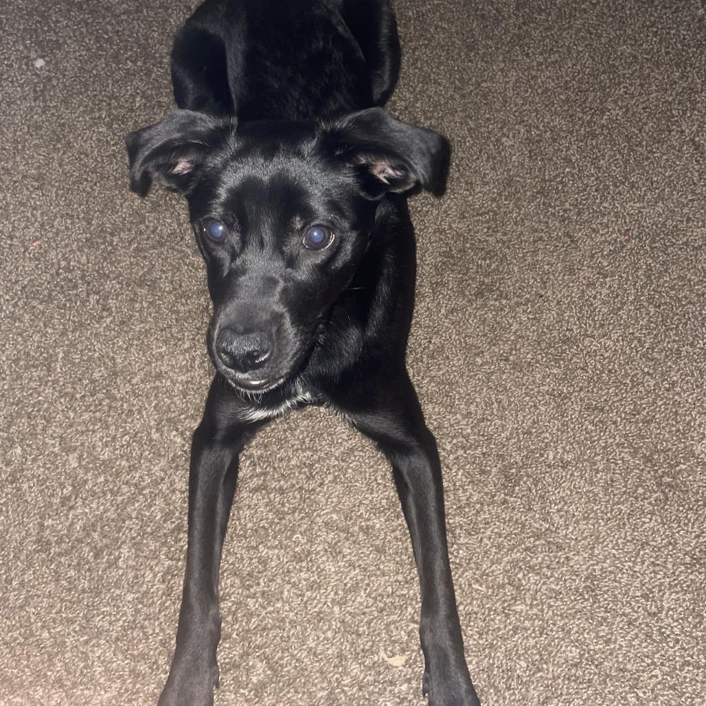 Ny Cleopatra thumbnail 6