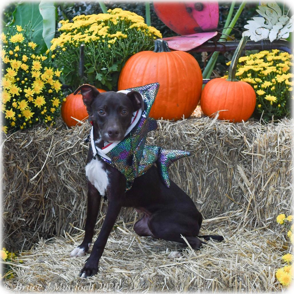 Chip, Adoptable, Young Male Feist.