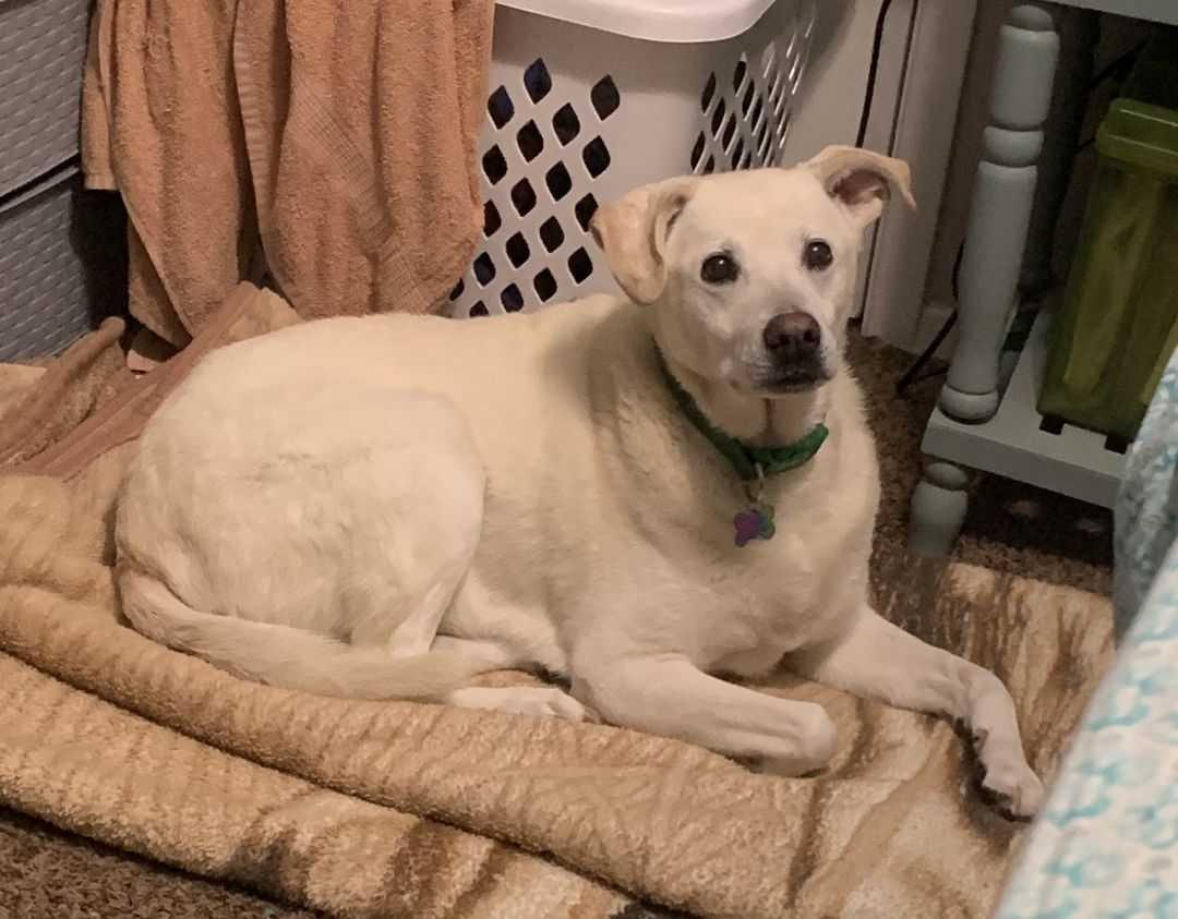 Enlarge Misty - Courtesy Listing, a Adoptable Labrador Retriever in Weatherford, TX image 1/1