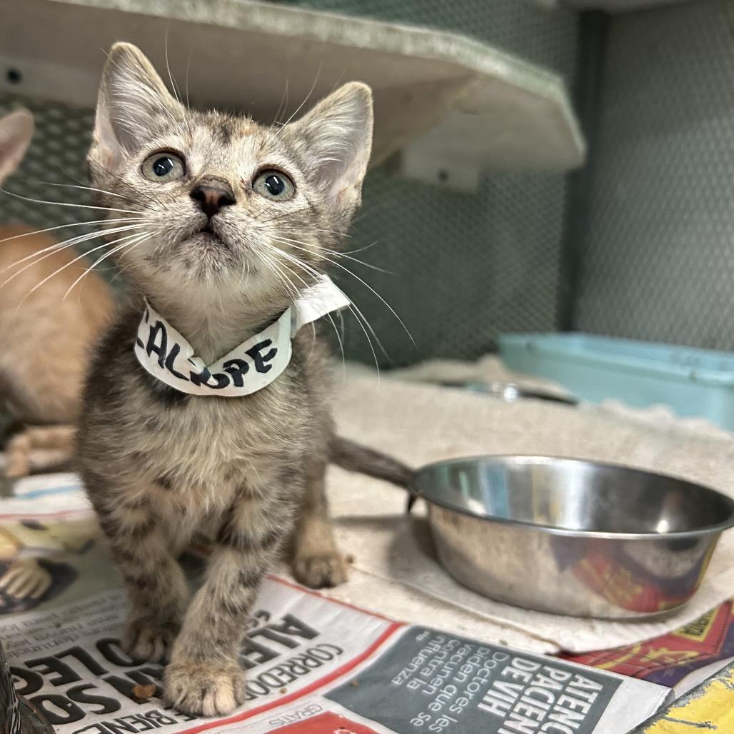 Caliope, Adoptable, Kitten Female American Shorthair.