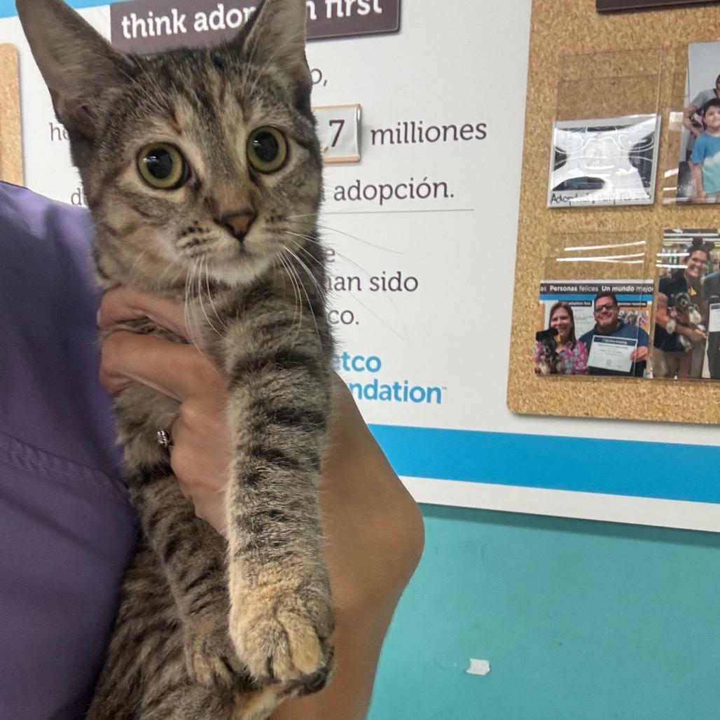 Enlarge Caliope, a Adoptable American Shorthair in Guaynabo, PR image 2/2