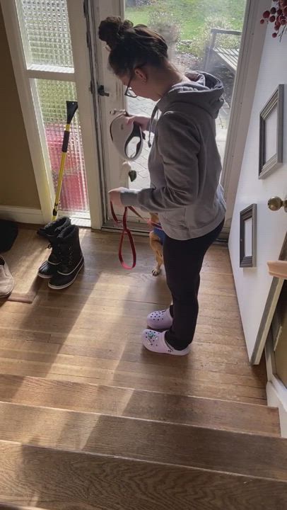 Enlarge Sherwood, a Adopted Chihuahua in Stamford, CT video 6/11