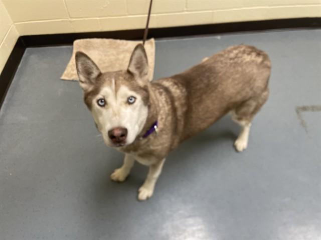 Enlarge POUR OVER, a Adoptable Siberian Husky in Denver, CO image 1/1
