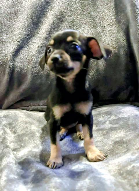 Nadia Lauren, an adopted Chihuahua in Zuni, VA image 1/6