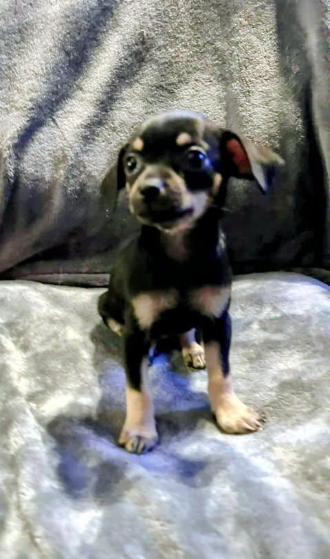 Nadia Lauren, an adopted Chihuahua in Zuni, VA image 3/6