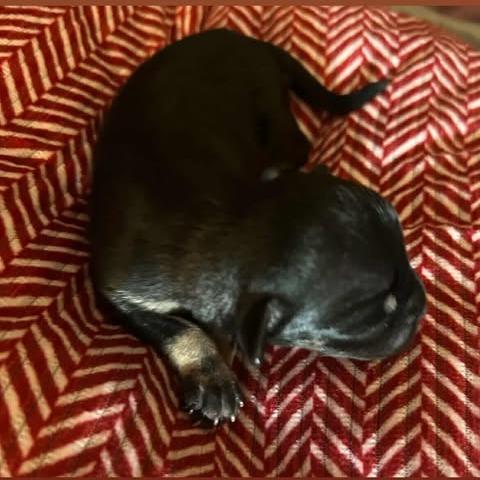 Nadia Lauren, an adopted Chihuahua in Zuni, VA image 6/6