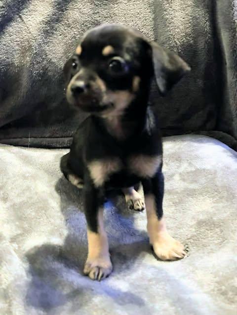 Nadia Lauren, an adopted Chihuahua in Zuni, VA image 5/6