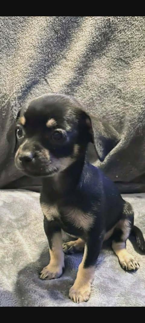 Nadia Lauren, an adopted Chihuahua in Zuni, VA image 2/6