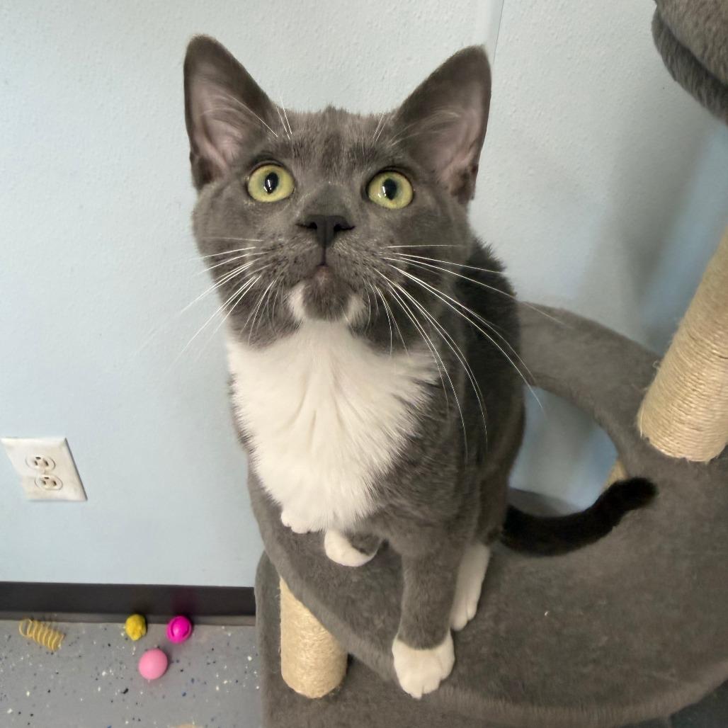 Bikini, Adoptable, Young Female Domestic Short Hair.