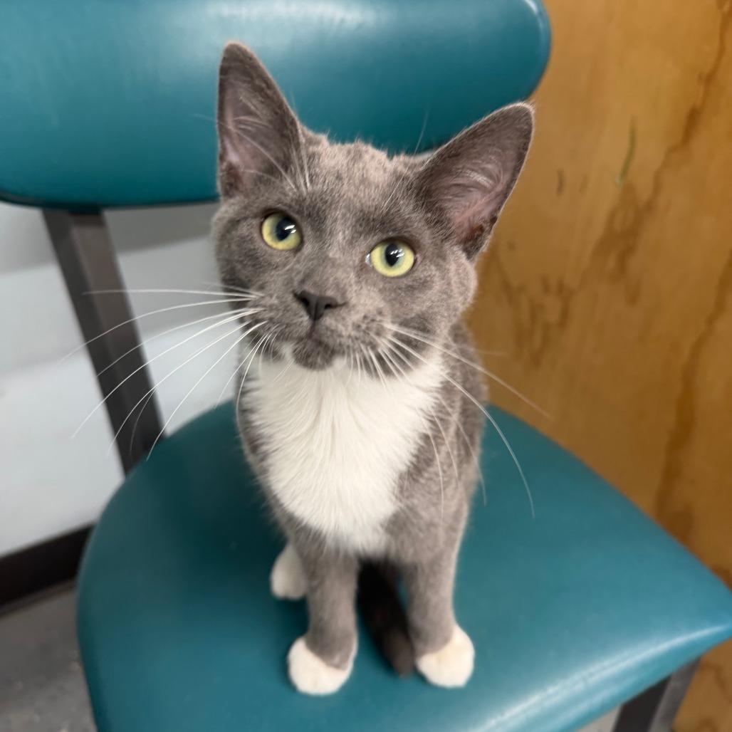 Enlarge Bikini, a Adoptable Domestic Short Hair in Pontiac, IL image 2/5