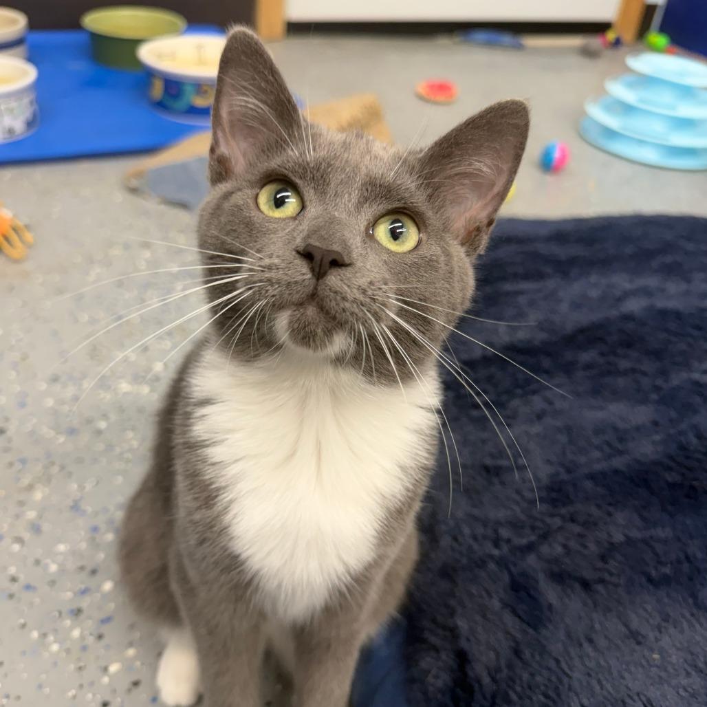 Enlarge Bikini, a Adoptable Domestic Short Hair in Pontiac, IL image 3/5