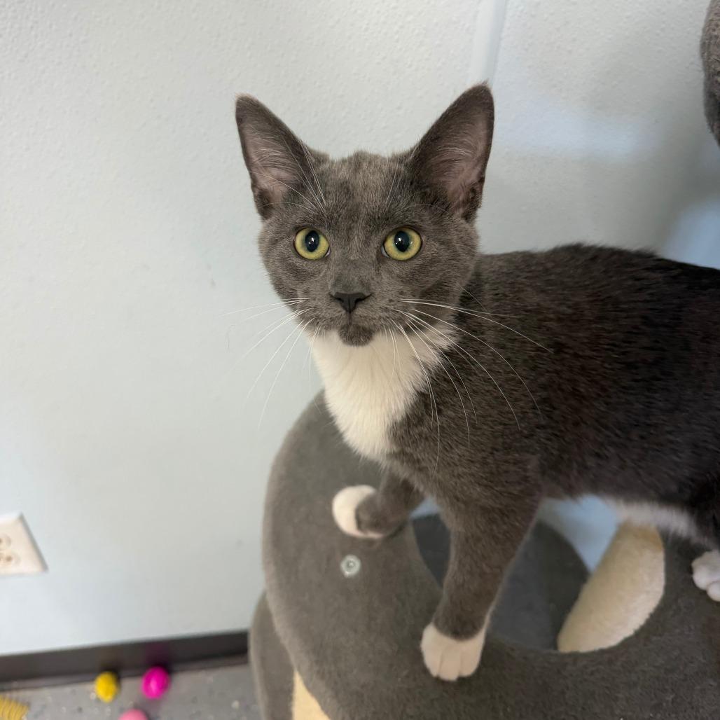Enlarge Bikini, a Adoptable Domestic Short Hair in Pontiac, IL image 4/5