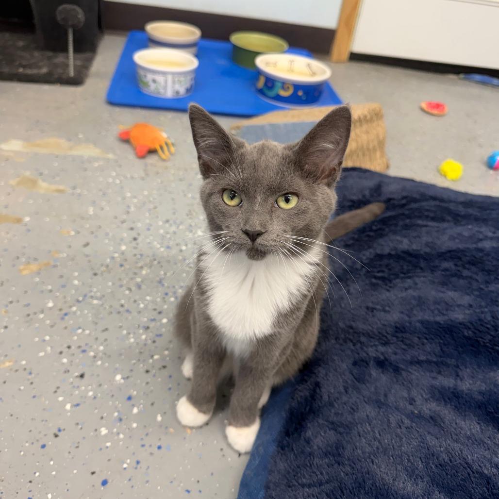 Enlarge Bikini, a Adoptable Domestic Short Hair in Pontiac, IL image 5/5