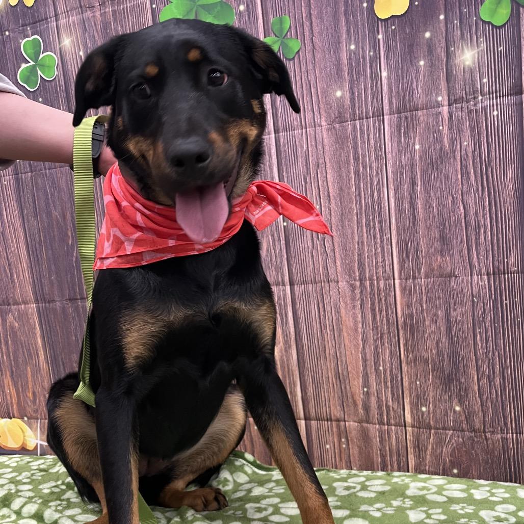 Enlarge Nova, a Adoptable mixed breed in Cartersville, GA image 2/3