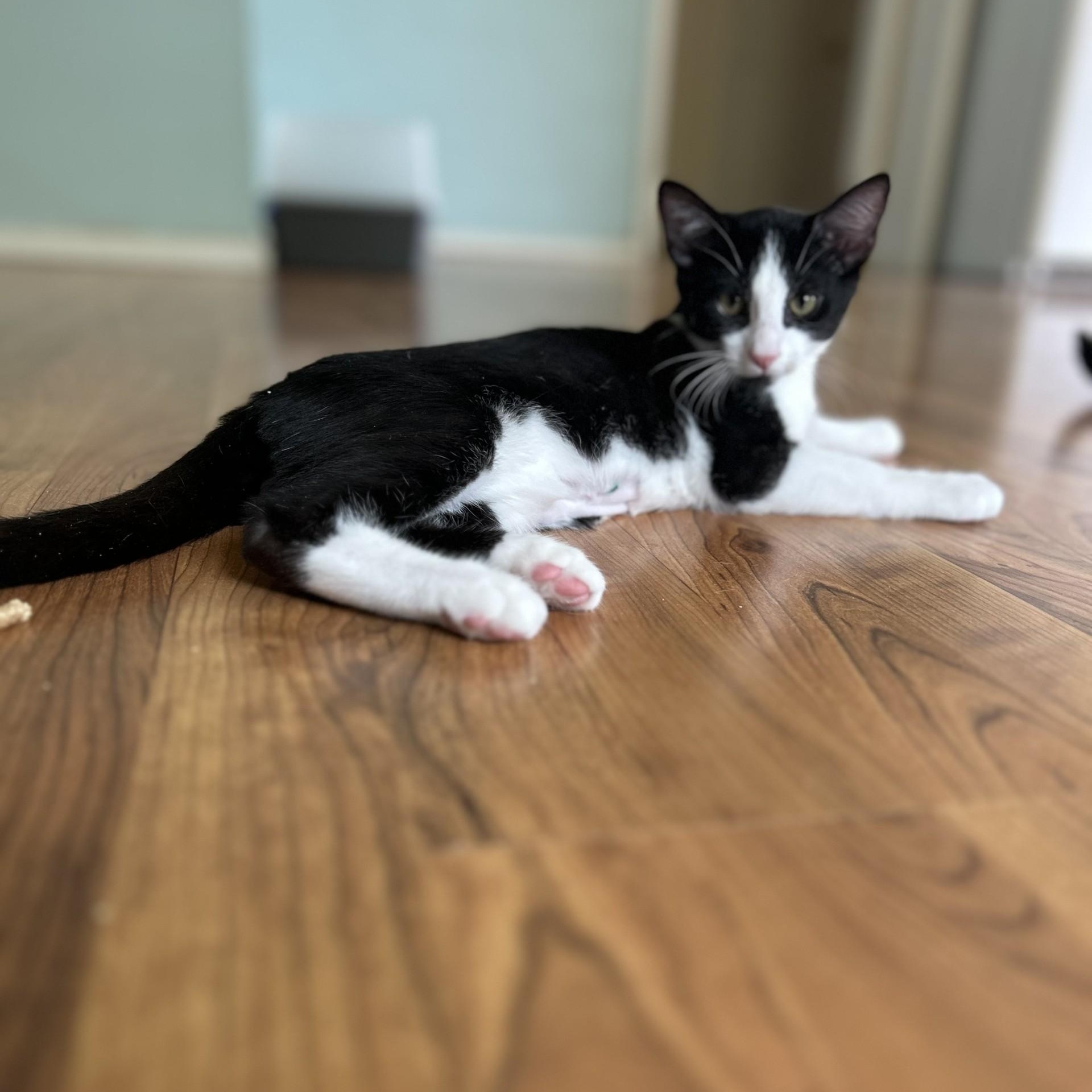 Alexandrite, a Adoptable Domestic Short Hair in Springdale, AR image 2/3