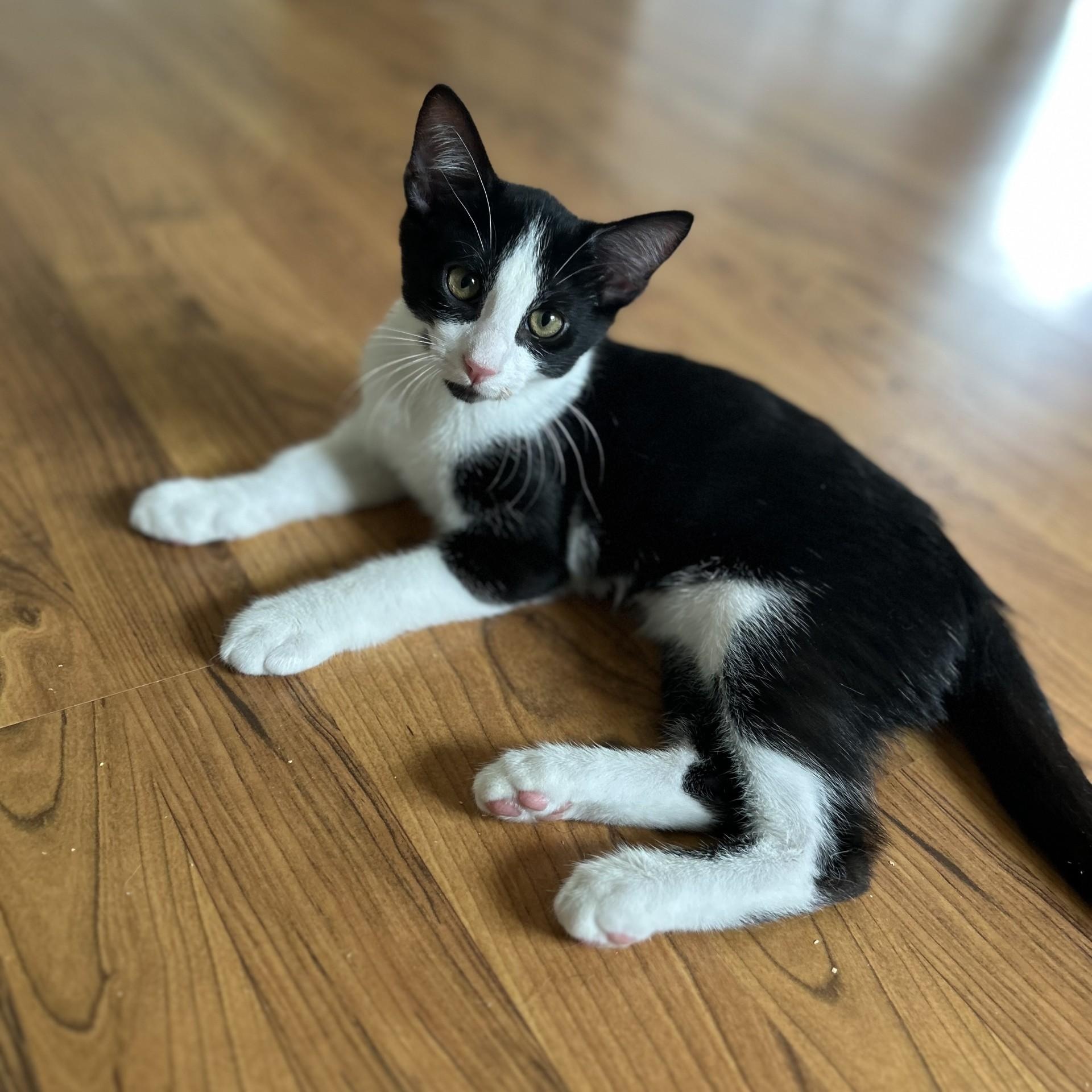 Alexandrite, Adoptable, Kitten Male Domestic Short Hair.