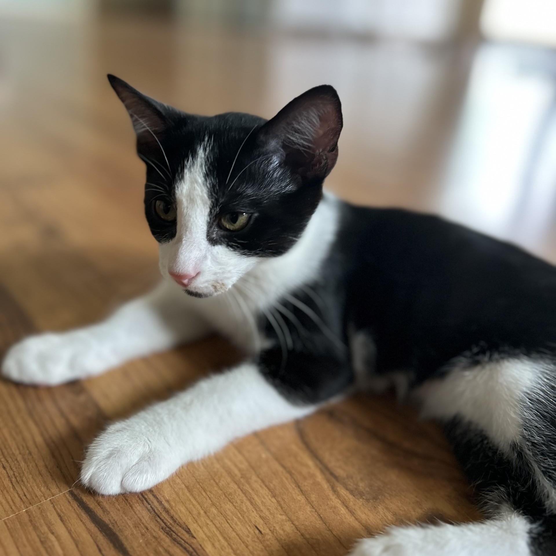 Alexandrite, a Adoptable Domestic Short Hair in Springdale, AR image 3/3