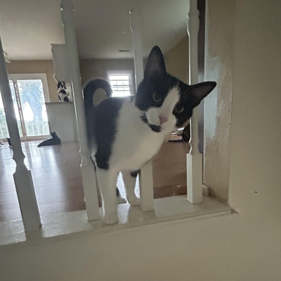 Enlarge Alexandrite, a Adoptable Domestic Short Hair in Springdale, AR image 2/2