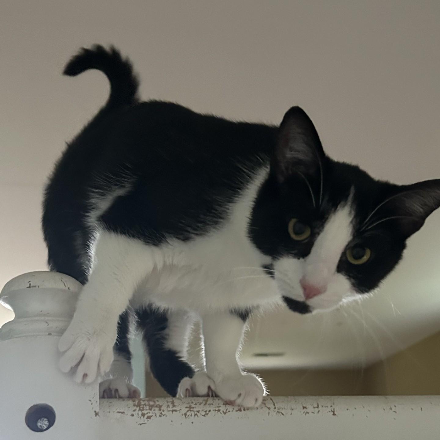 Enlarge Alexandrite, a Adoptable Domestic Short Hair in Springdale, AR image 1/2