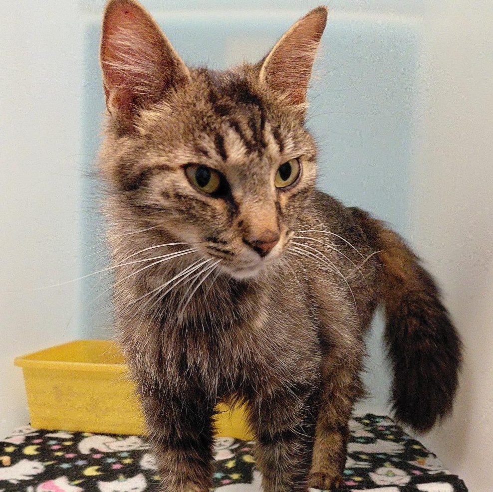 Belle, a ADOPTABLE Domestic Long Hair in Stanley, VA image 4/4