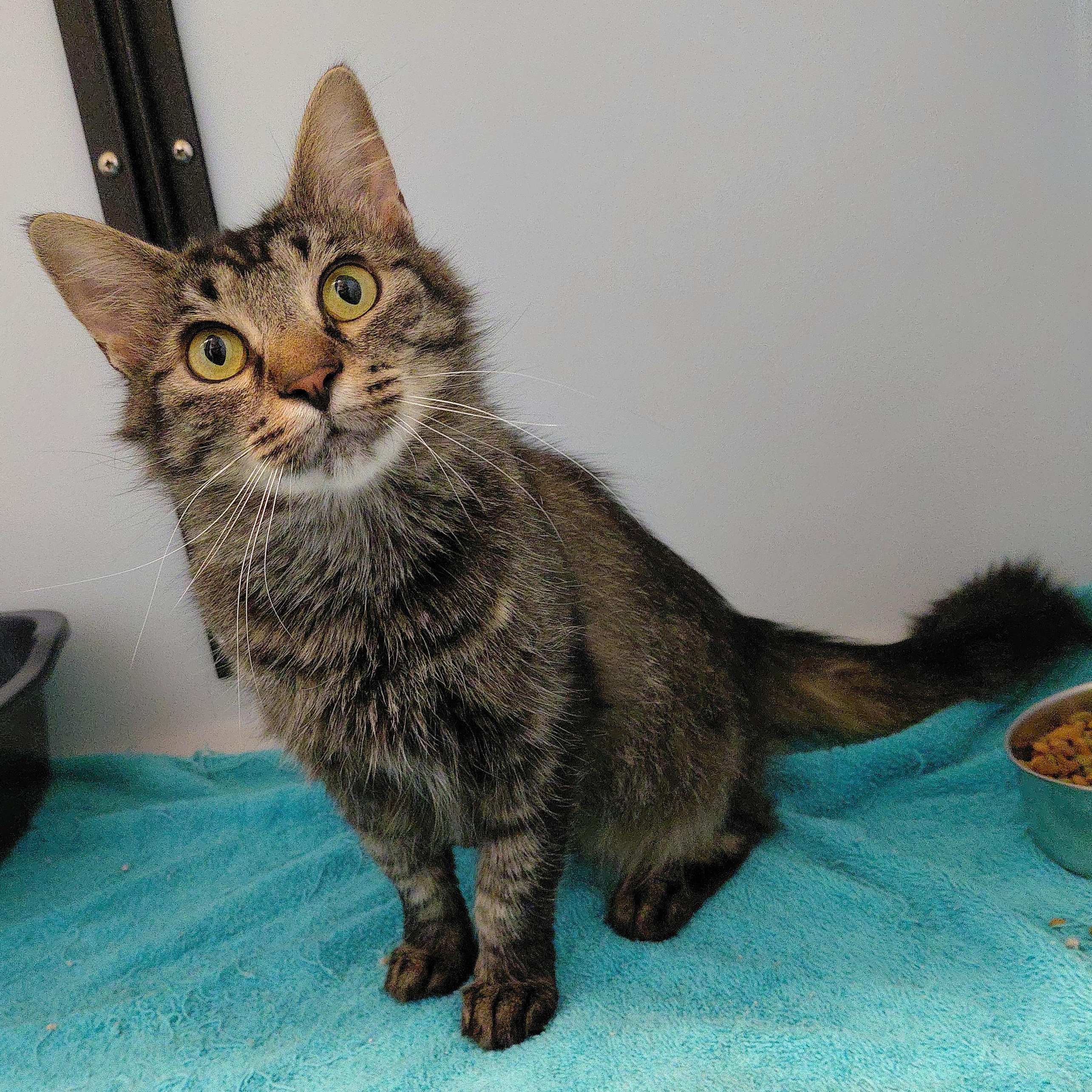 Belle, a ADOPTABLE Domestic Long Hair in Stanley, VA image 1/4