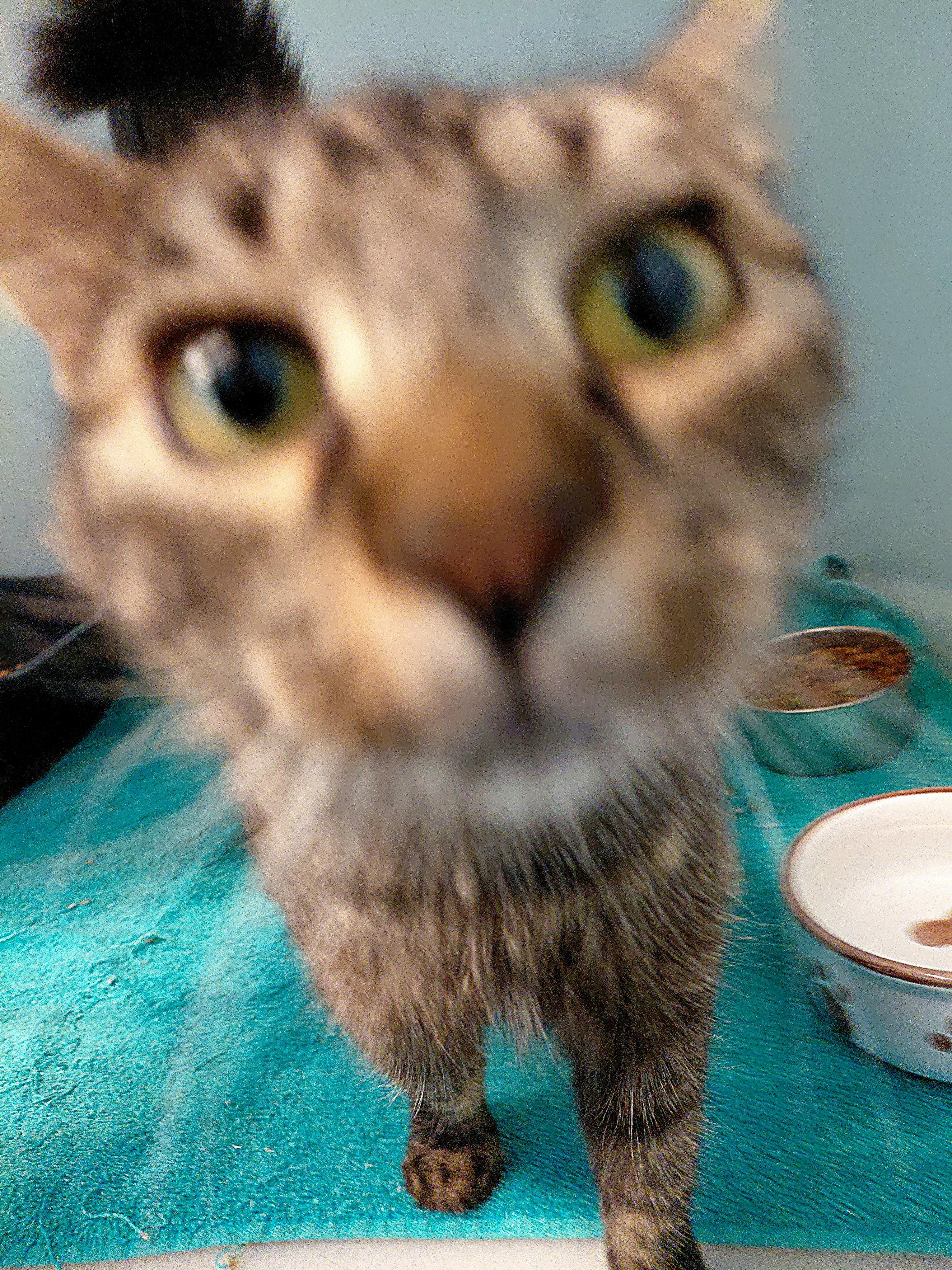 Belle, a ADOPTABLE Domestic Long Hair in Stanley, VA image 3/4