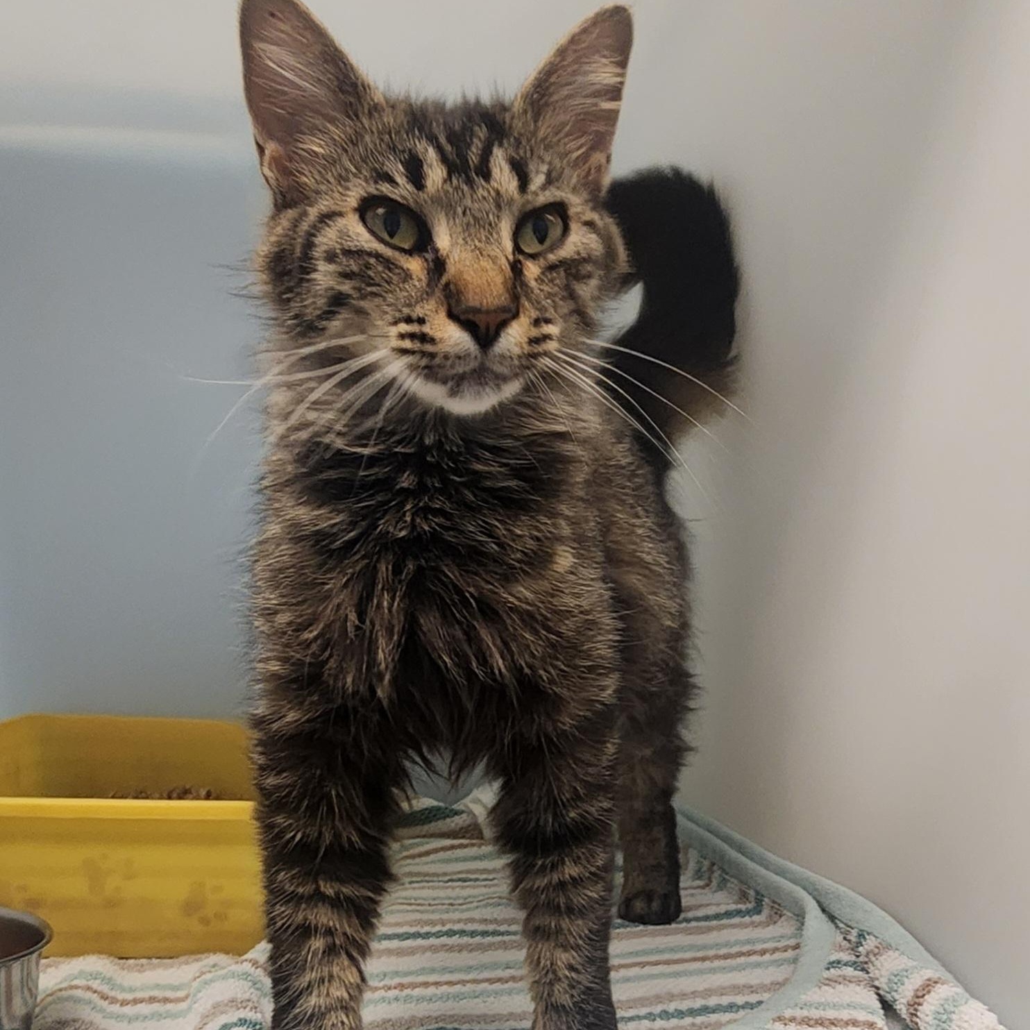 Belle, a ADOPTABLE Domestic Long Hair in Stanley, VA image 2/4