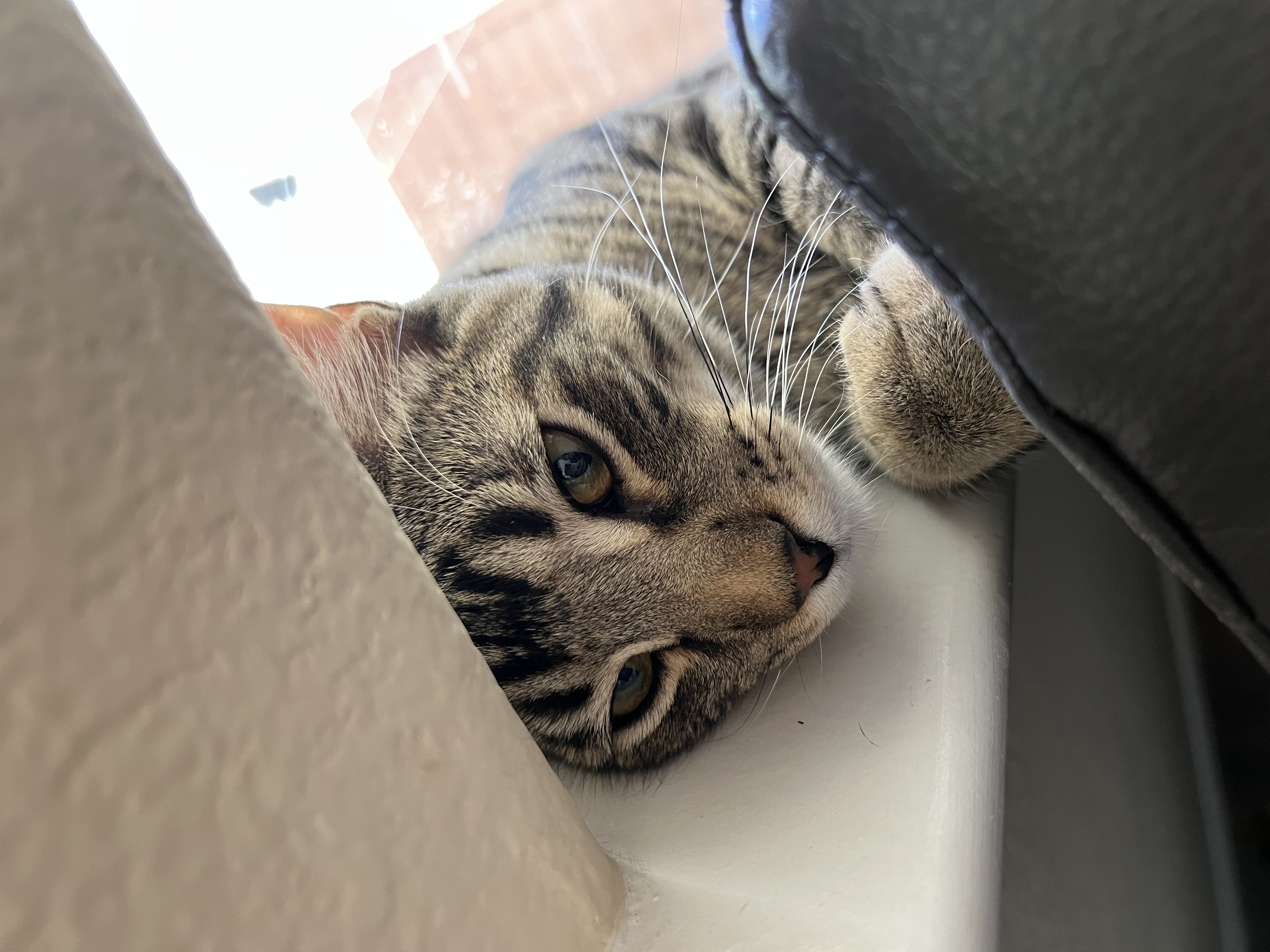 Echo, a Adoptable Tabby in Tracy, CA image 2/6