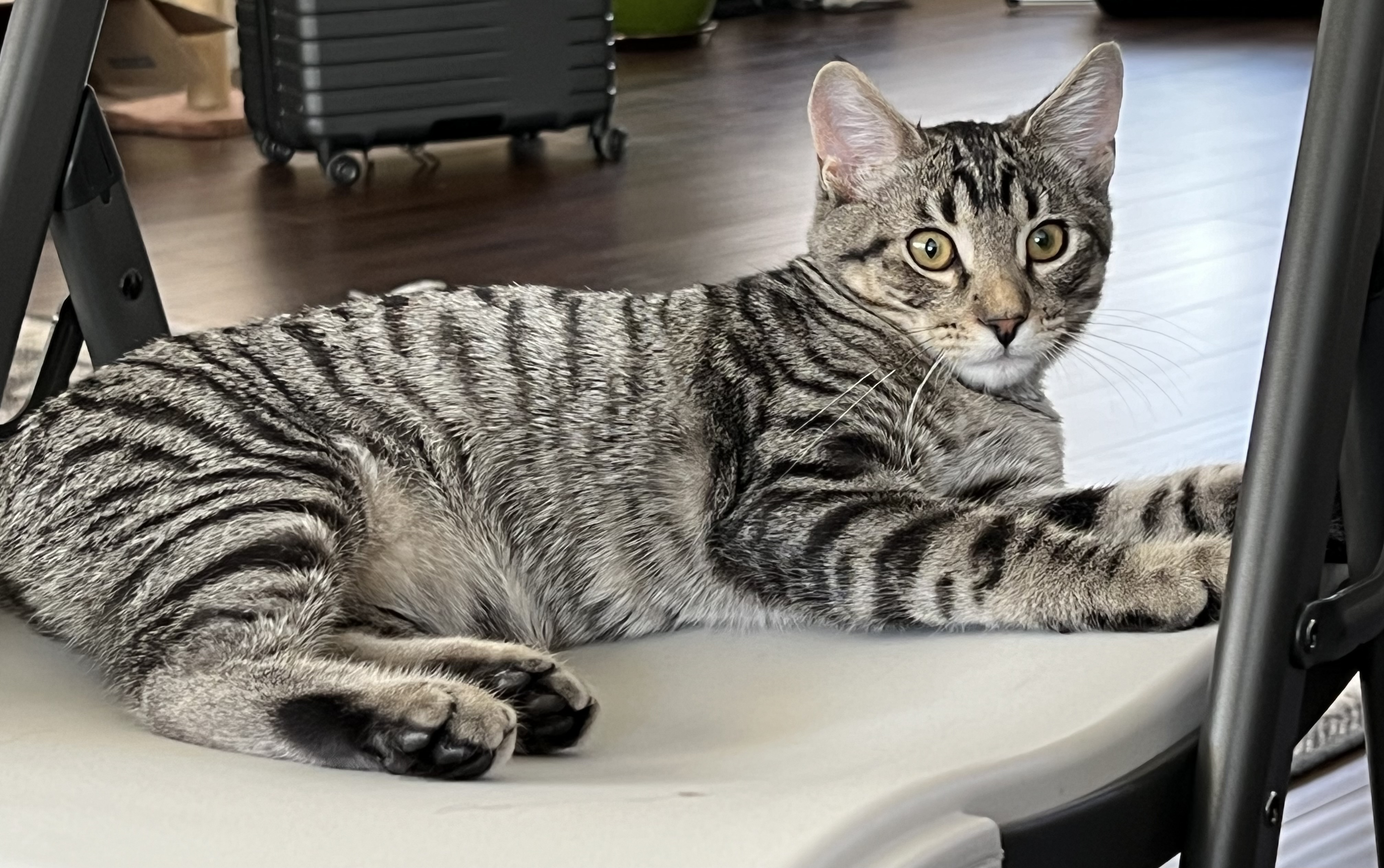 Echo, a Adoptable Tabby in Tracy, CA image 4/6