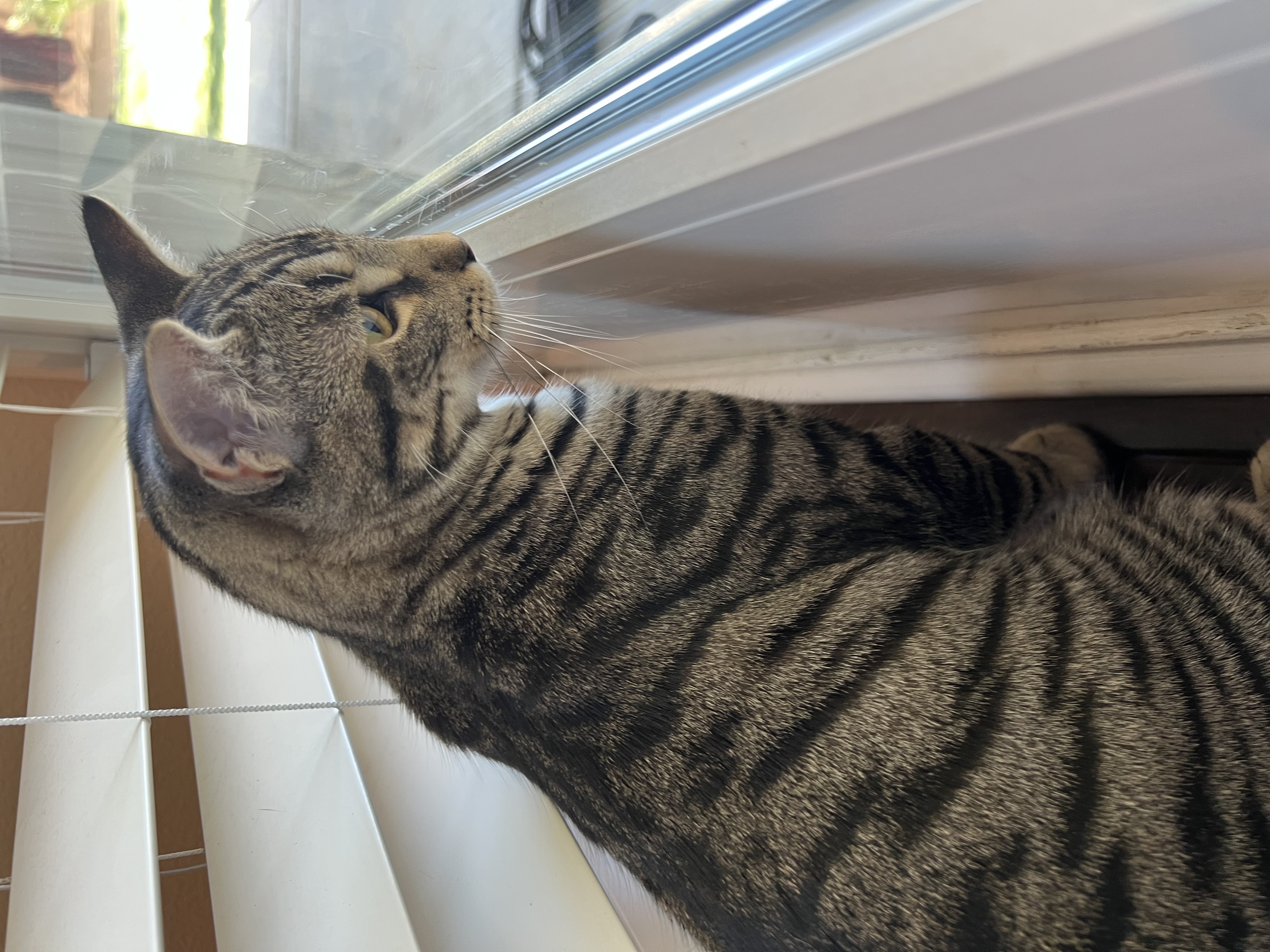 Echo, a Adoptable Tabby in Tracy, CA image 3/6