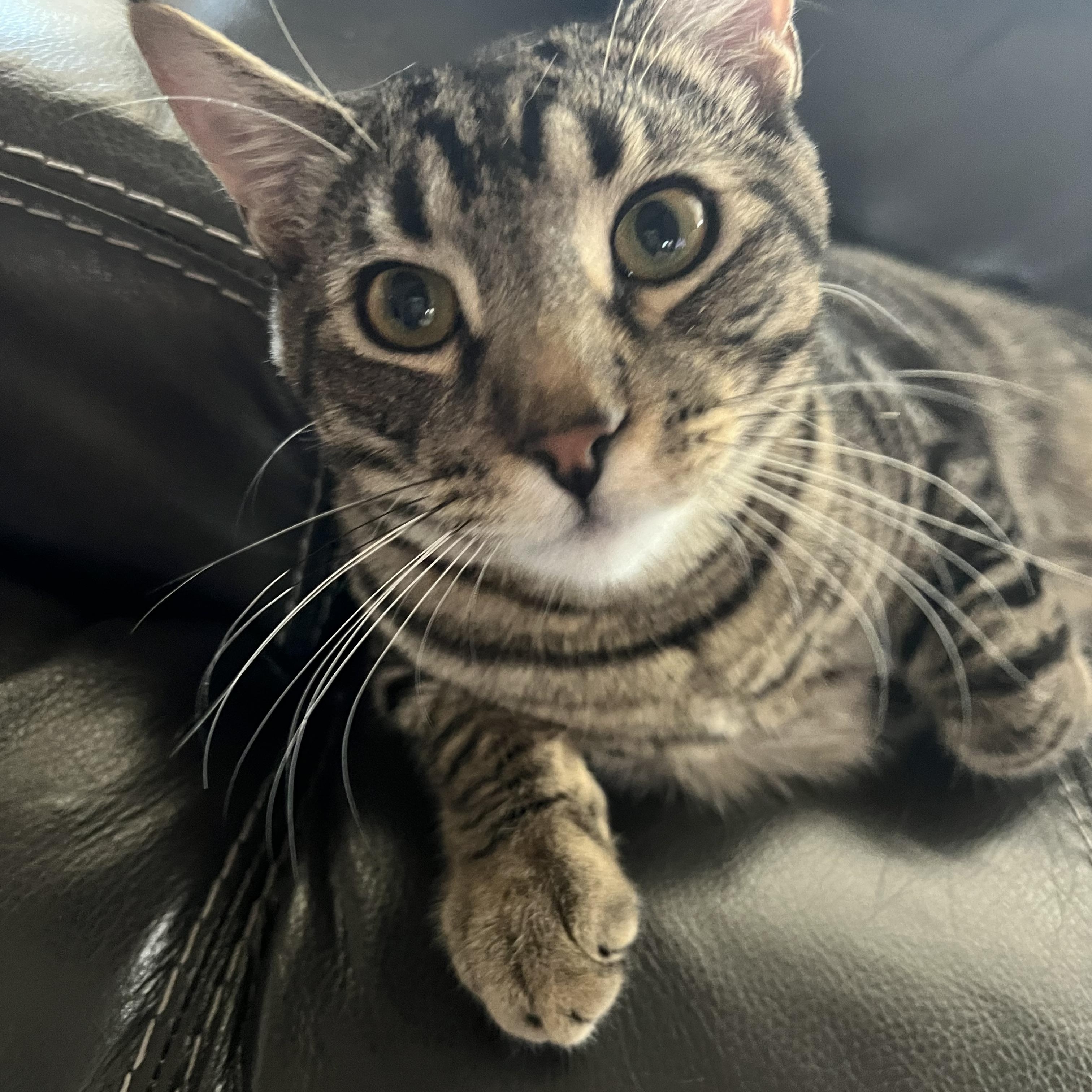 Echo, a Adoptable Tabby in Tracy, CA image 1/6