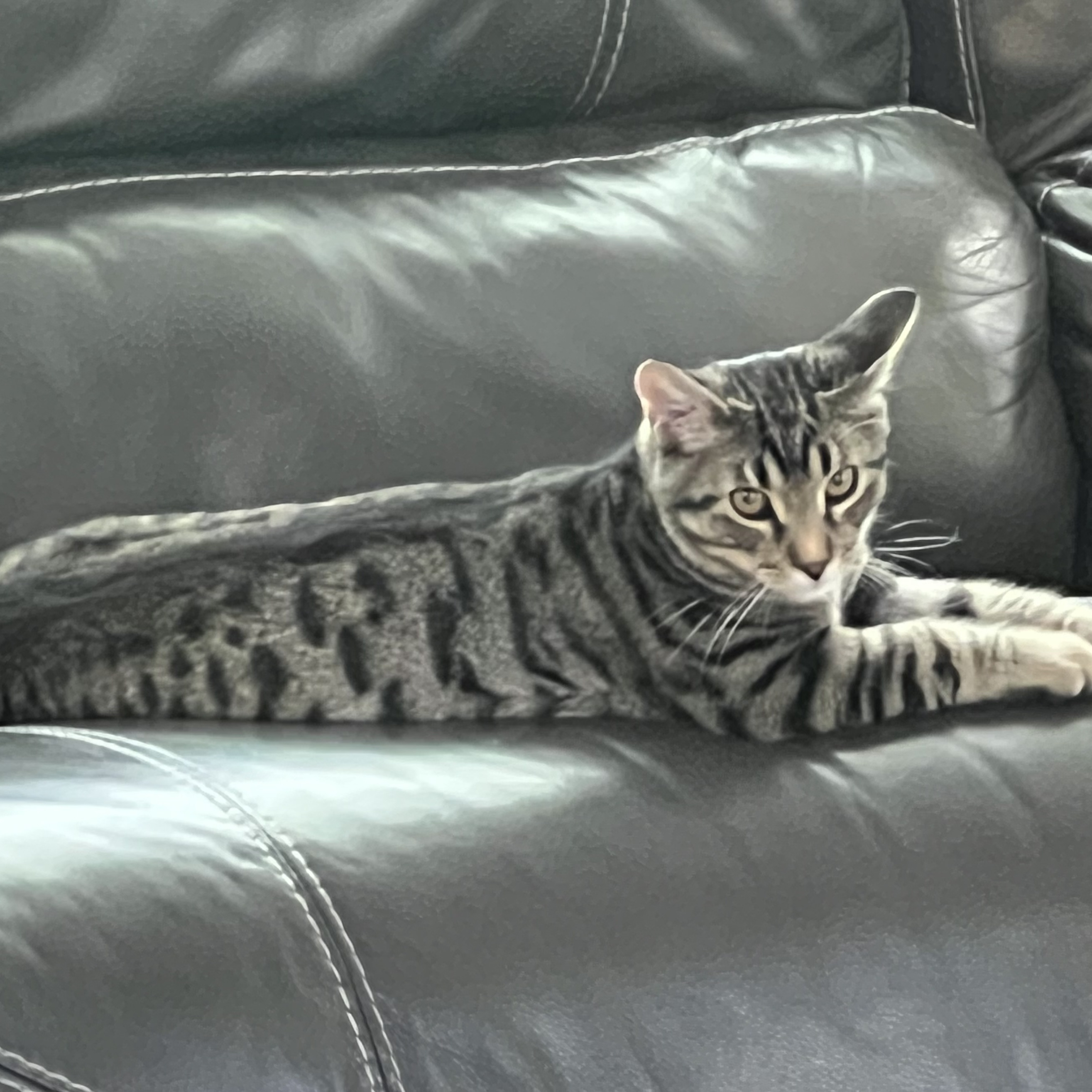 Echo, a Adoptable Tabby in Tracy, CA image 5/6