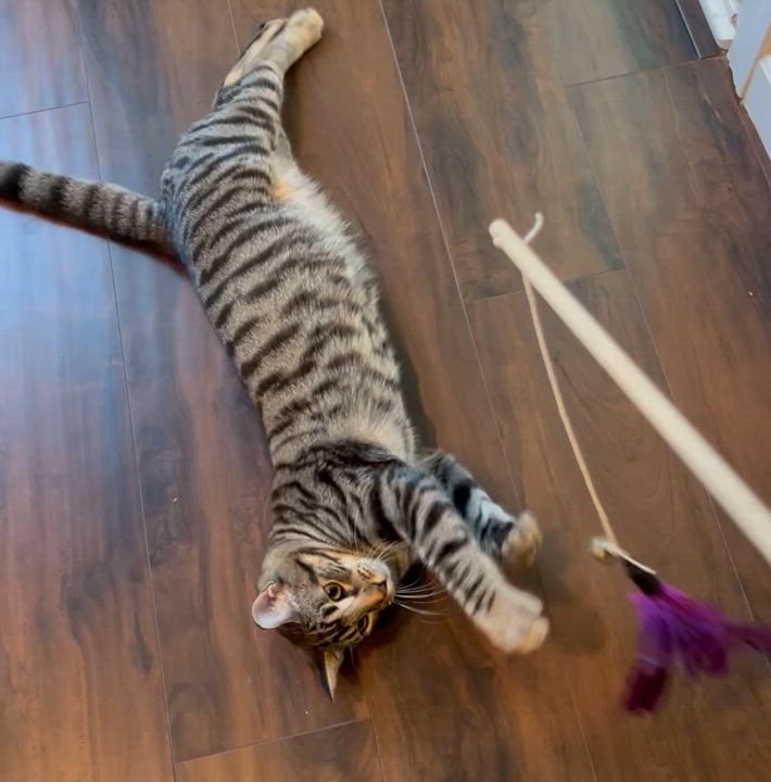 Enlarge Echo, a Adoptable Tabby in Tracy, CA video 6/6