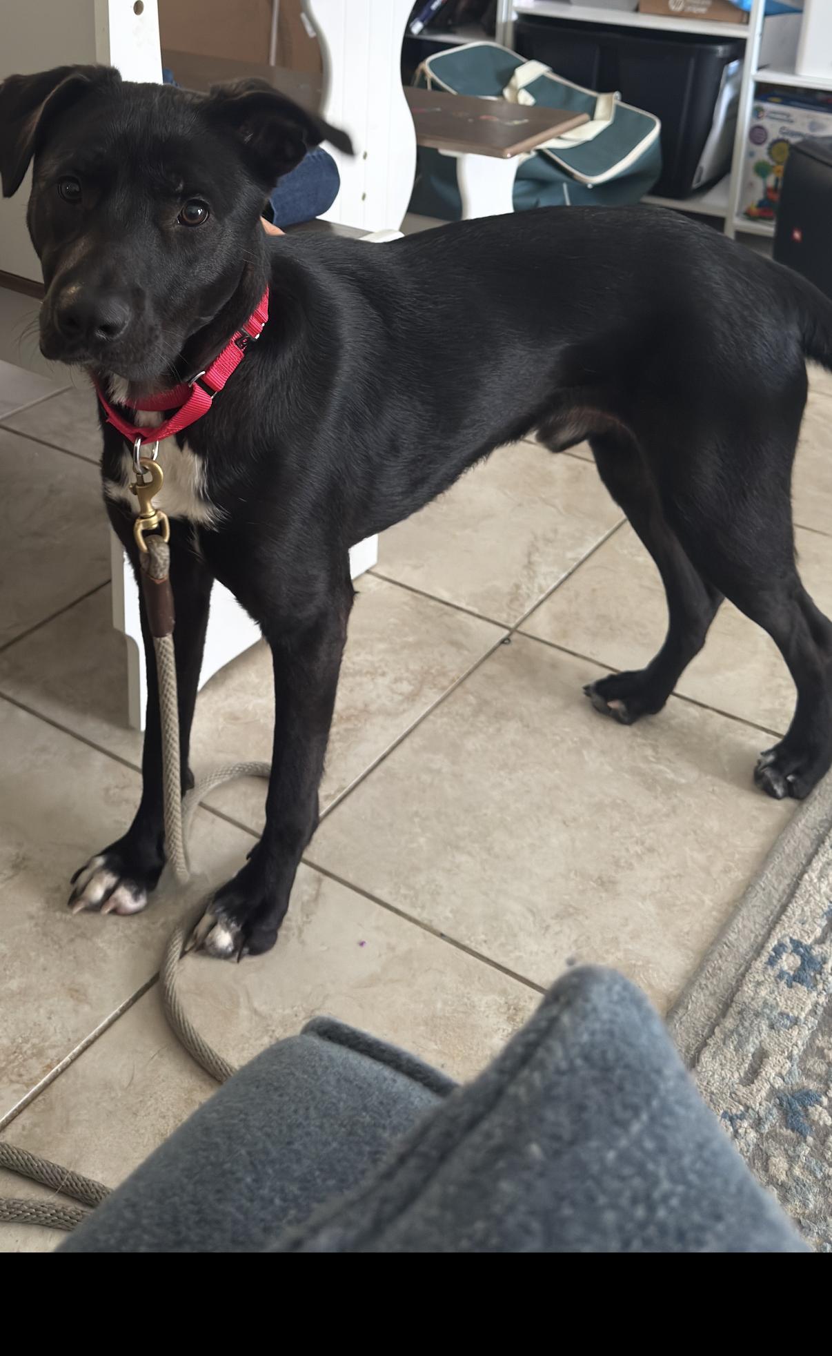 Snips, Adoptable, Young Male Black Labrador Retriever.