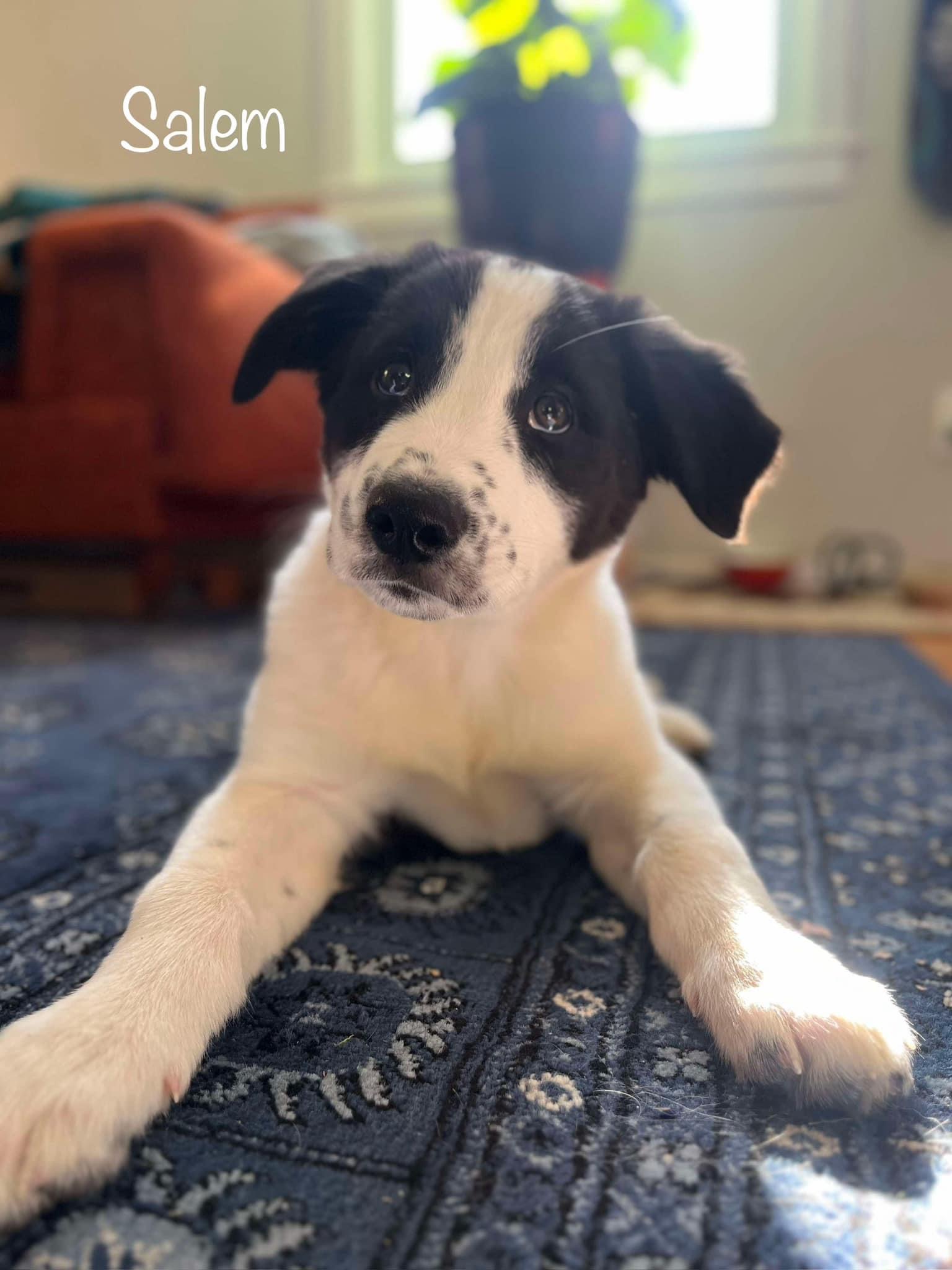 Meet the Boo Gang, Adopted, Puppy Male Great Pyrenees.