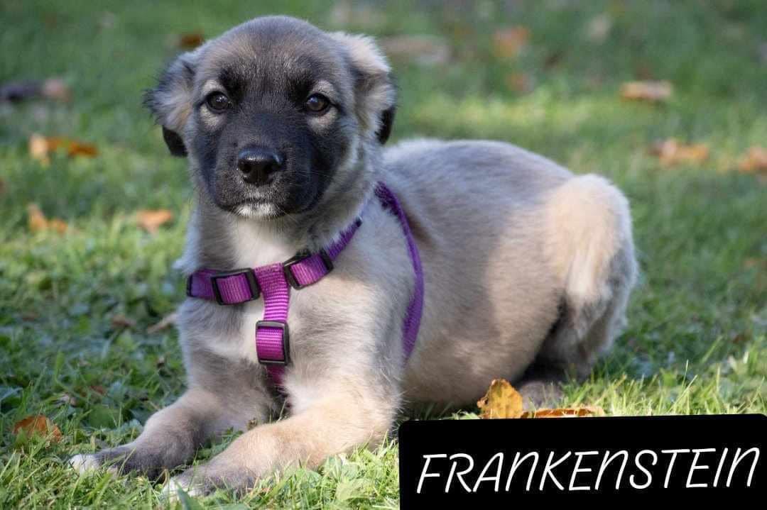 Meet the Boo Gang, a Adopted Great Pyrenees in St Thomas, ON image 2/6