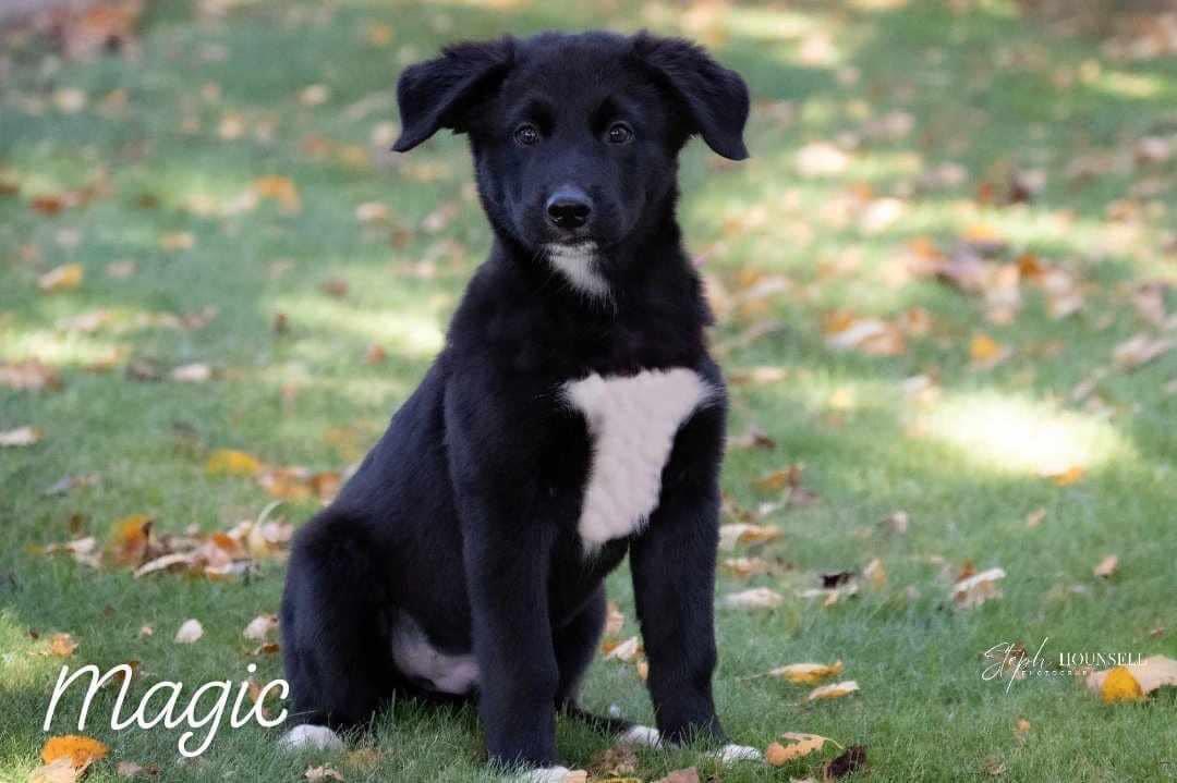 Meet the Boo Gang, a Adopted Great Pyrenees in St Thomas, ON image 4/6